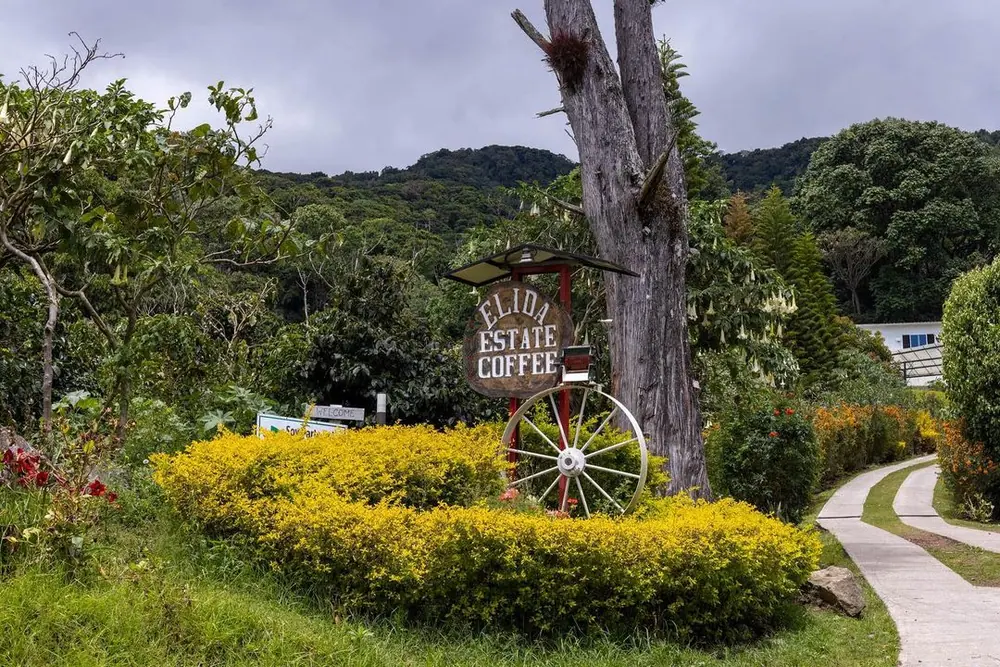 Grano maduro de café Geisha en Chiriquí