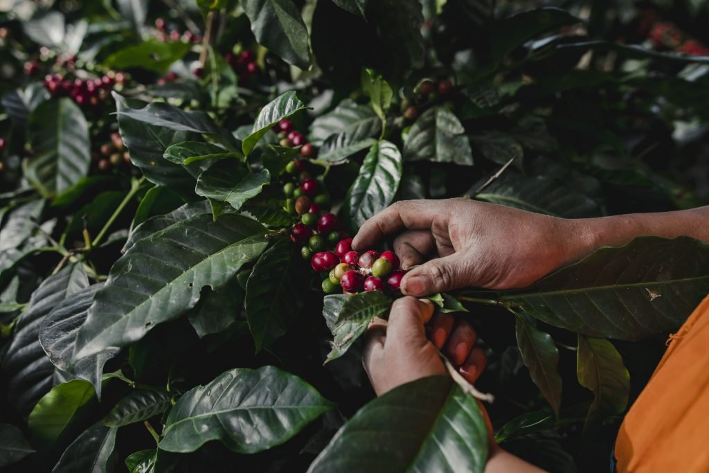 Bambito Estate Coffee
