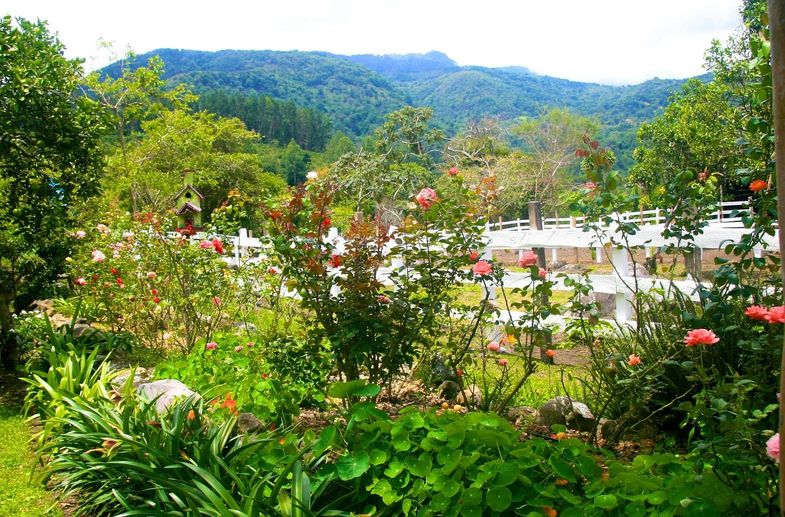 Boquete Bees and Butterflies