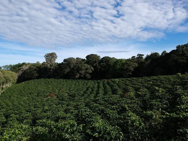 Café de Eleta