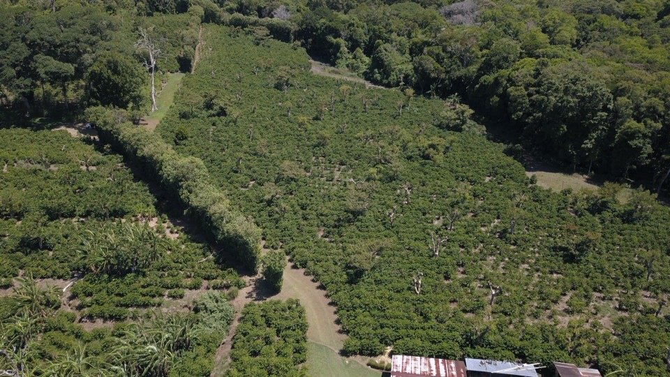 Don Pachi Estate