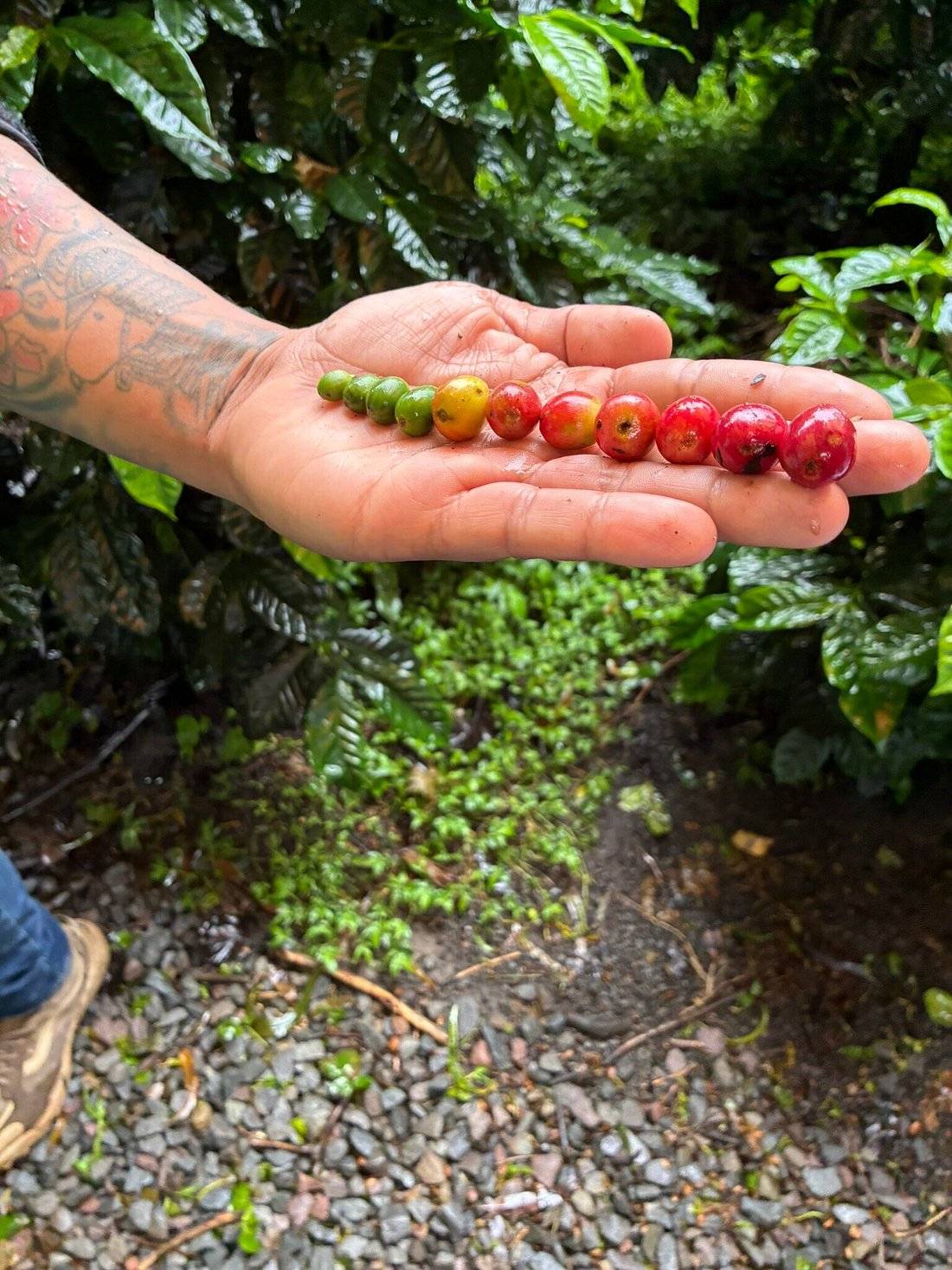 Finca Centuria