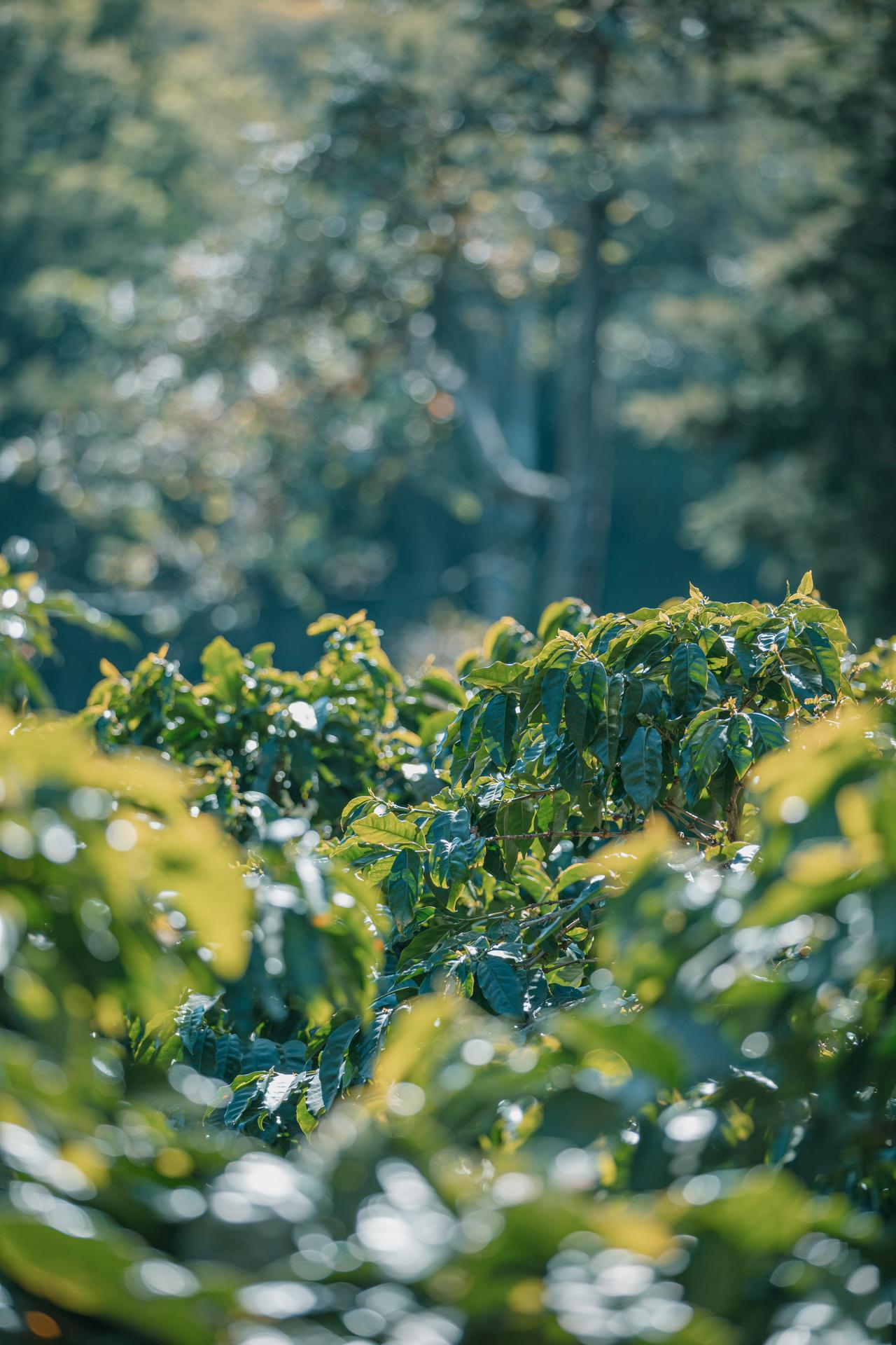Finca La Milagrosa Cafetales Don Alfredo