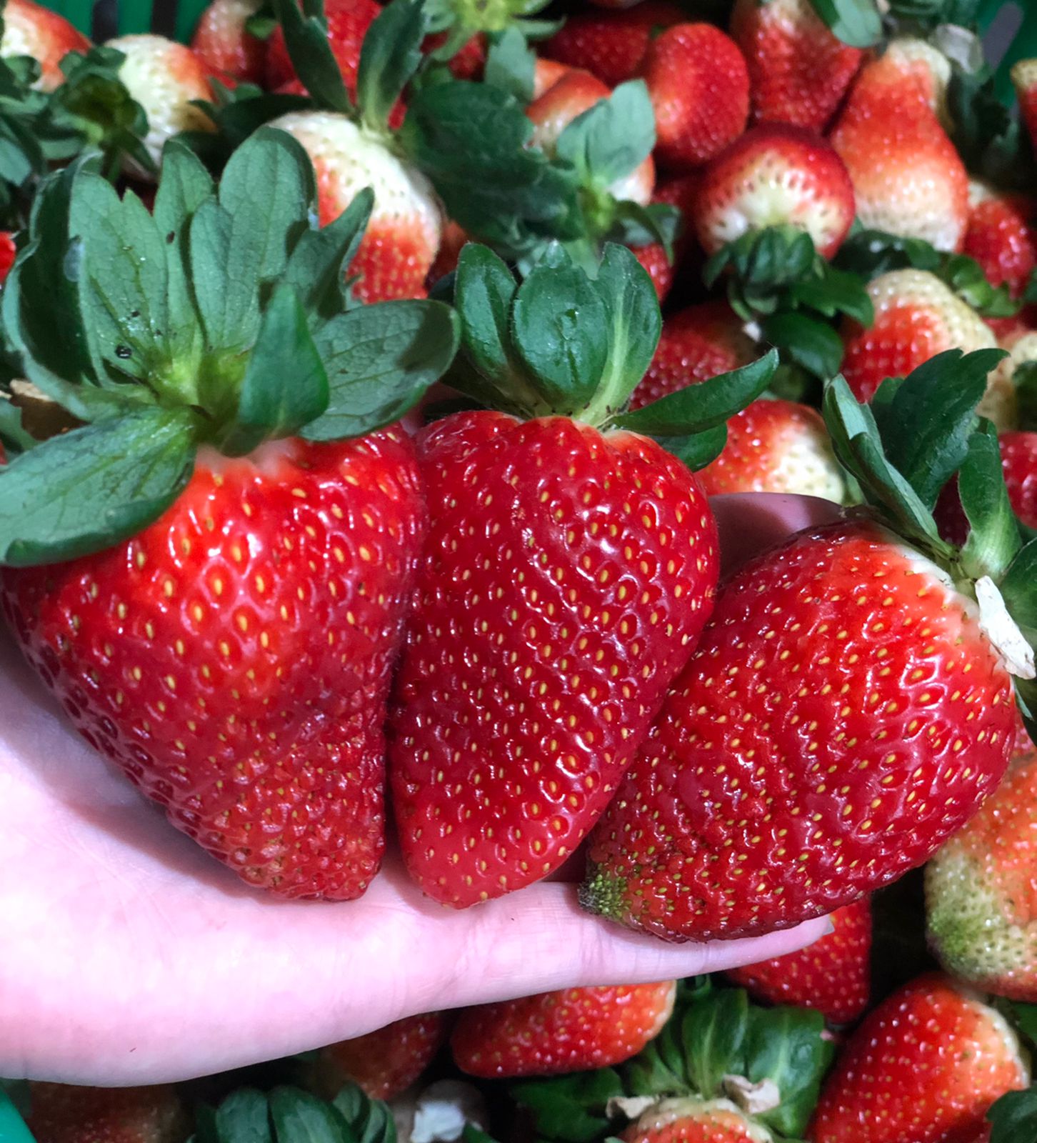 Fresas El Pariente
