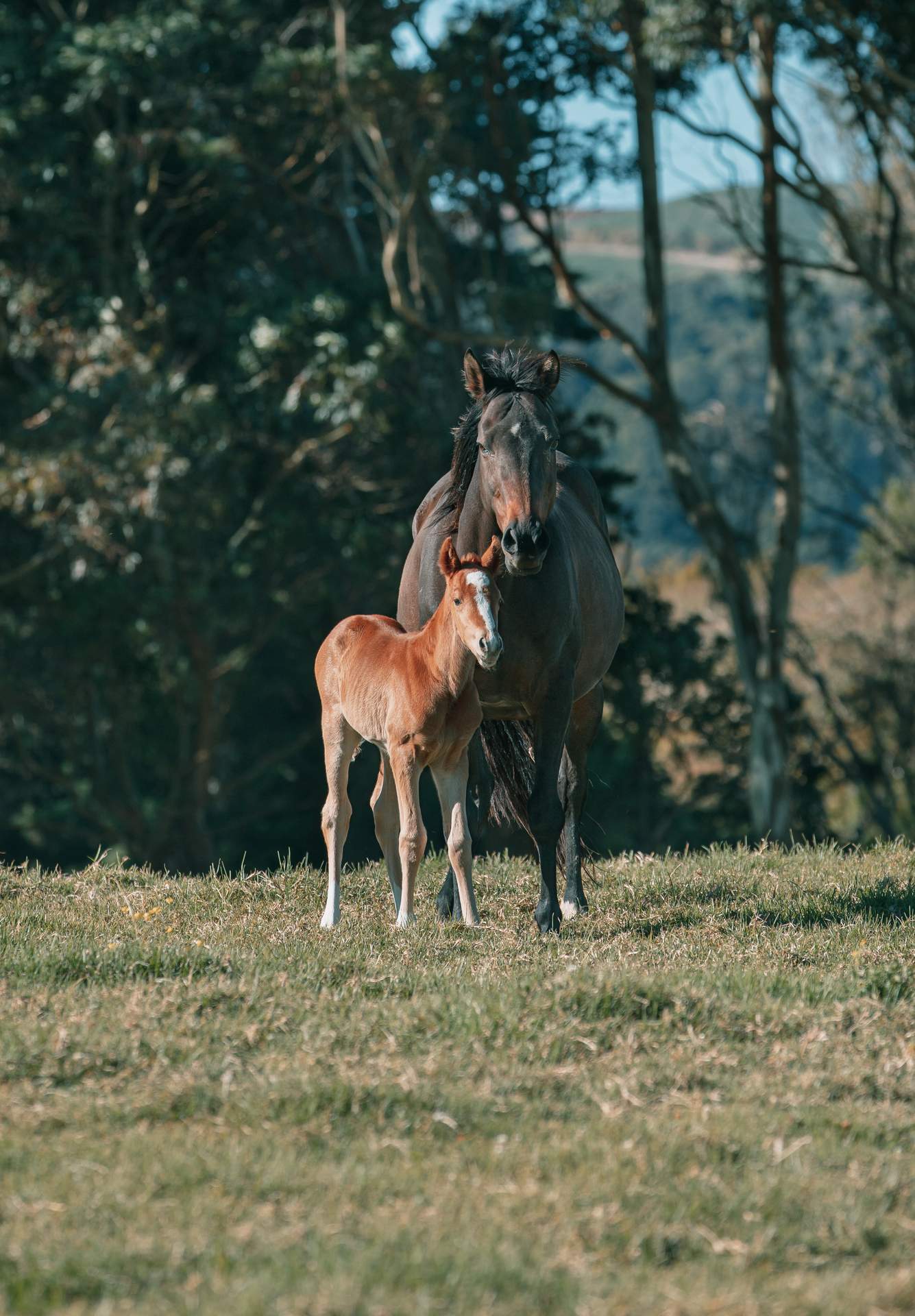 Haras Cerro Punta