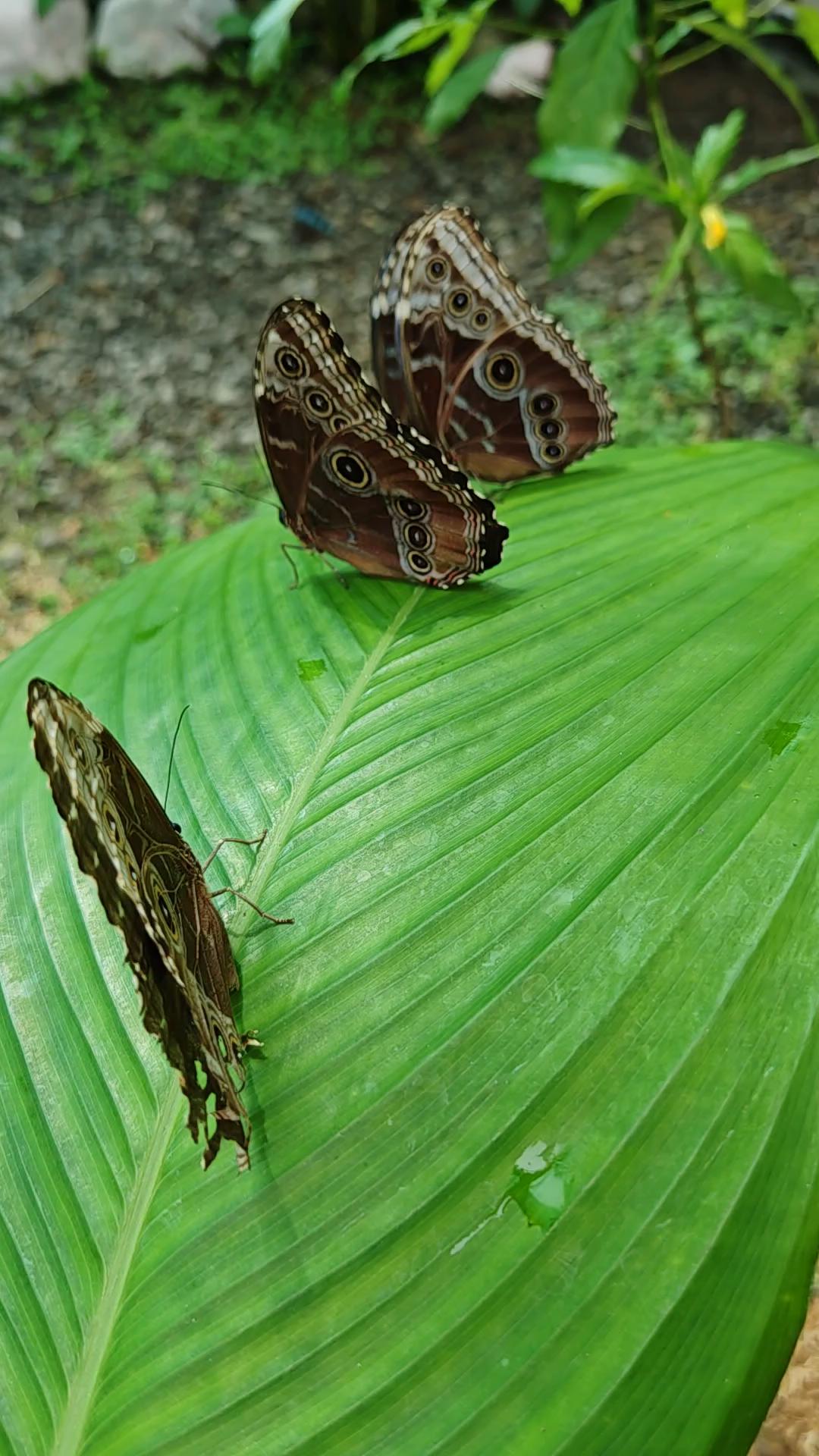 Mariposario Pequeña Doraz