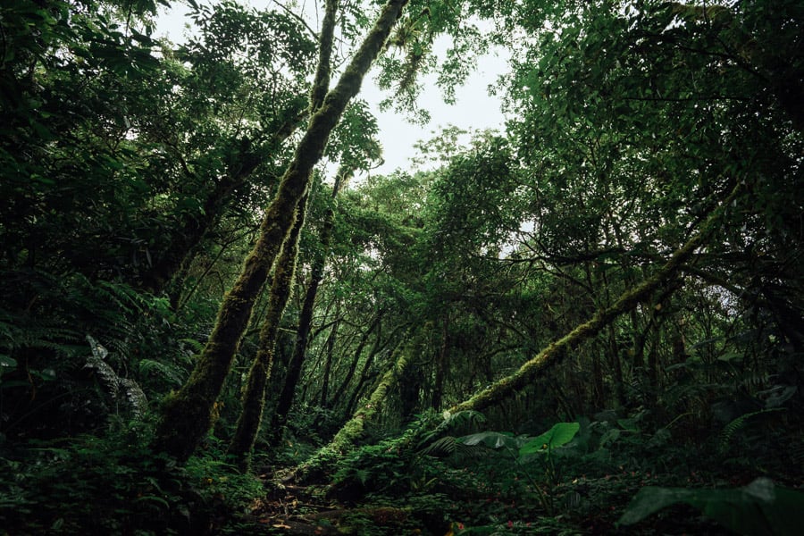 Sendero Los Quetzales: Un viaje por el bosque nuboso panameño